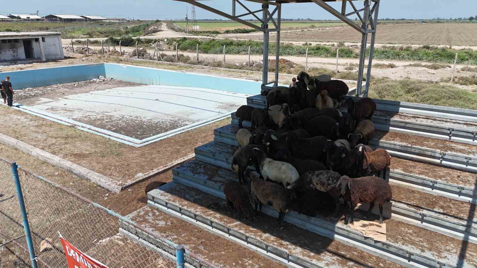 Havuz çürümeye terk edildi, çocuklar kanallarda boğuluyor 6 havuz curumeye terk edildi cocuklar kanallarda boguluyor 2 k7qjWONb