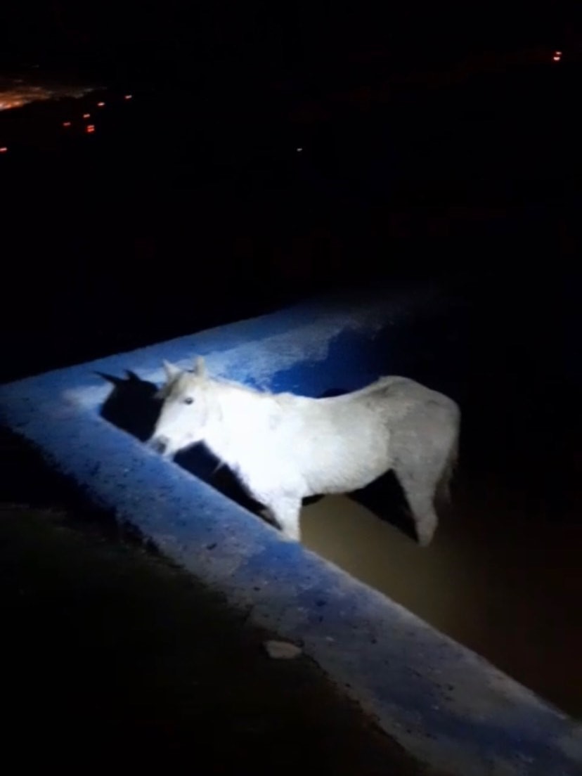 havuza duserek mahsur kalan ati itfaiyeciler kurtardi 1 f5ZkL3hq