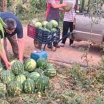 hayirsever-ciftcinin-tarlasi-bu-yil-ogrencilerin-icin-hasat-edildi-HIjxAuYf.jpg