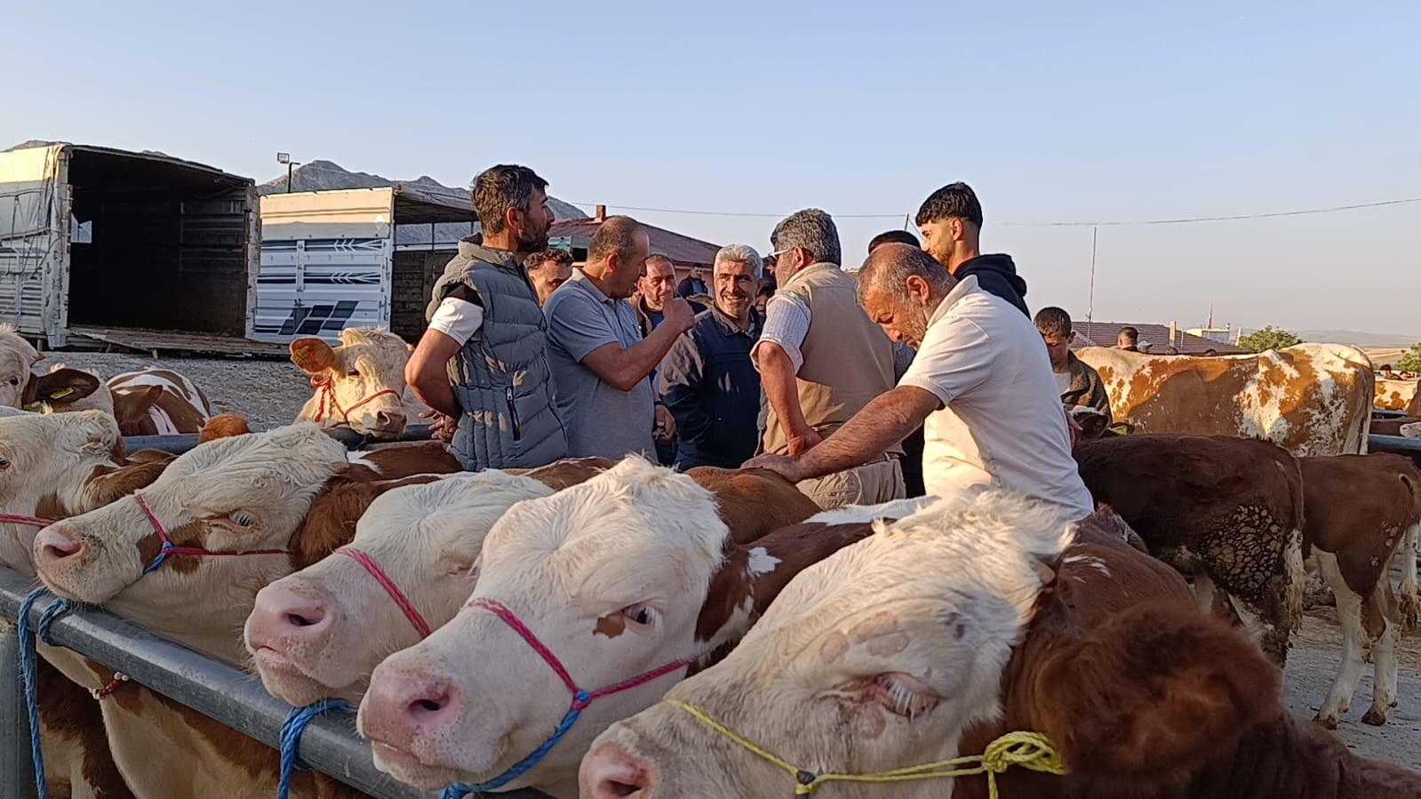 Hayvan fiyatları düşüşte, besiciler ‘Tam alım zamanı’ diyor 4 hayvan fiyatlari dususte besiciler tam alim zamani diyor 0 asTEPfW7
