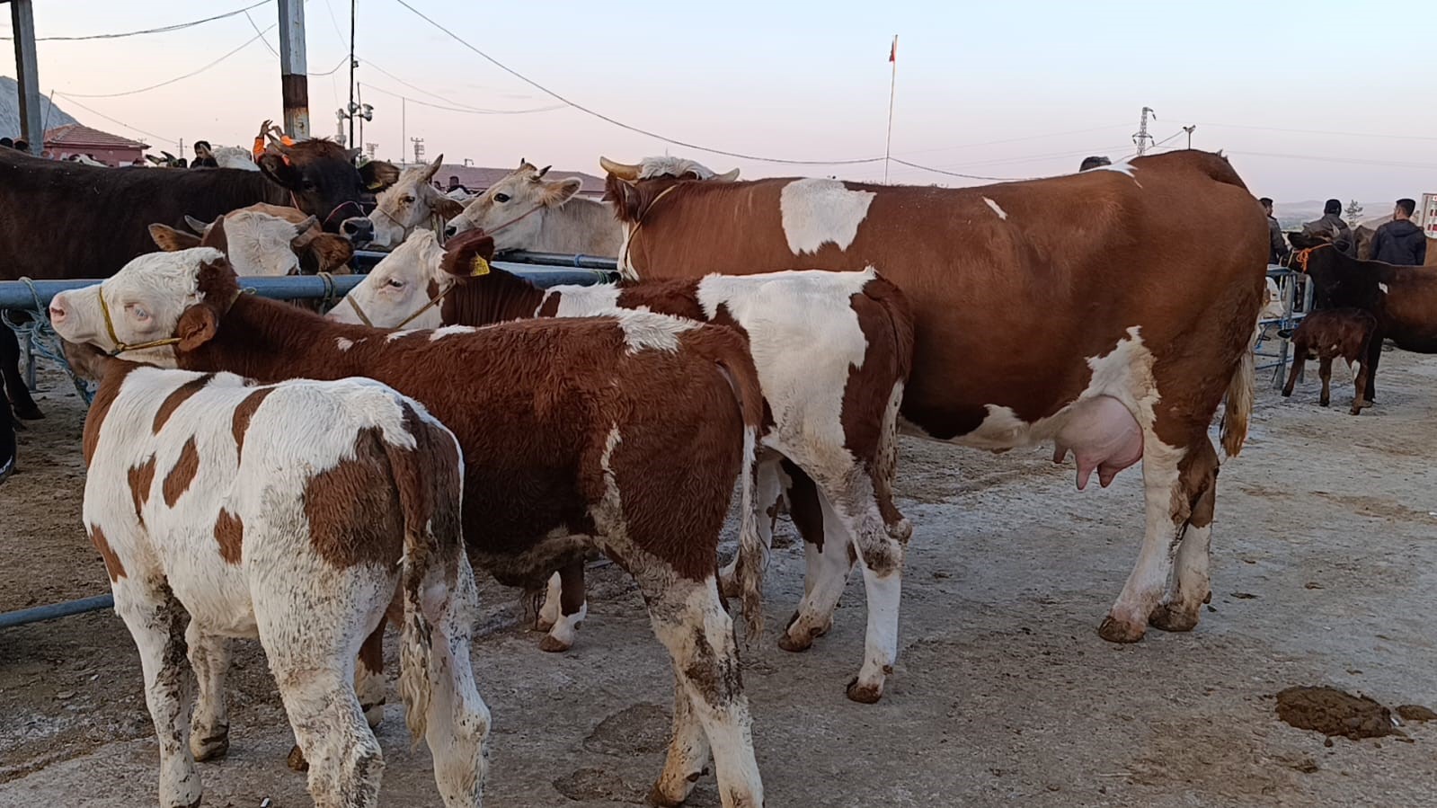 Hayvan fiyatları düşüşte, besiciler ‘Tam alım zamanı’ diyor 5 hayvan fiyatlari dususte besiciler tam alim zamani diyor 1 dDT7ECqy