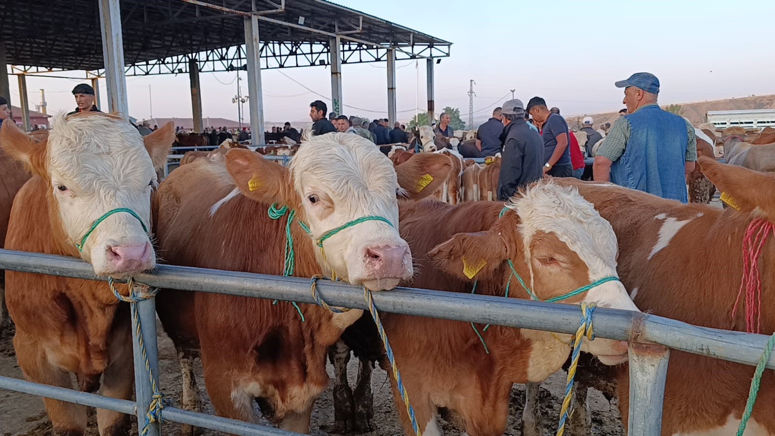 Hayvan fiyatları düşüşte, besiciler ‘Tam alım zamanı’ diyor 6 hayvan fiyatlari dususte besiciler tam alim zamani diyor 2 Qk2eYD22