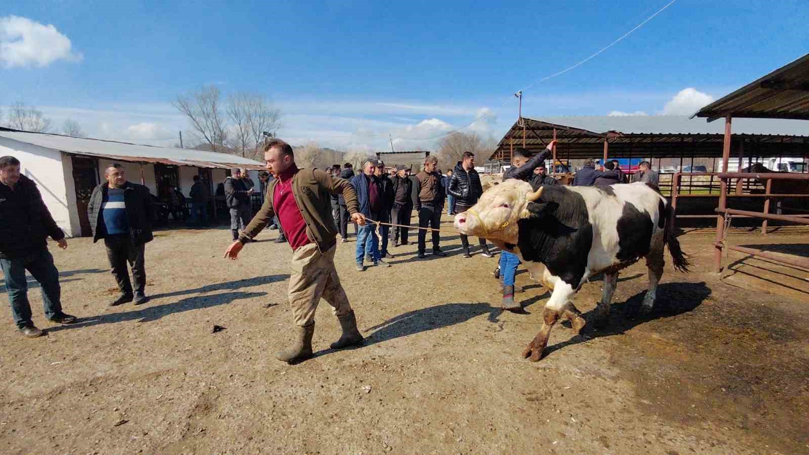 hayvan pazarinda hararetli pazarlik kamerada 1