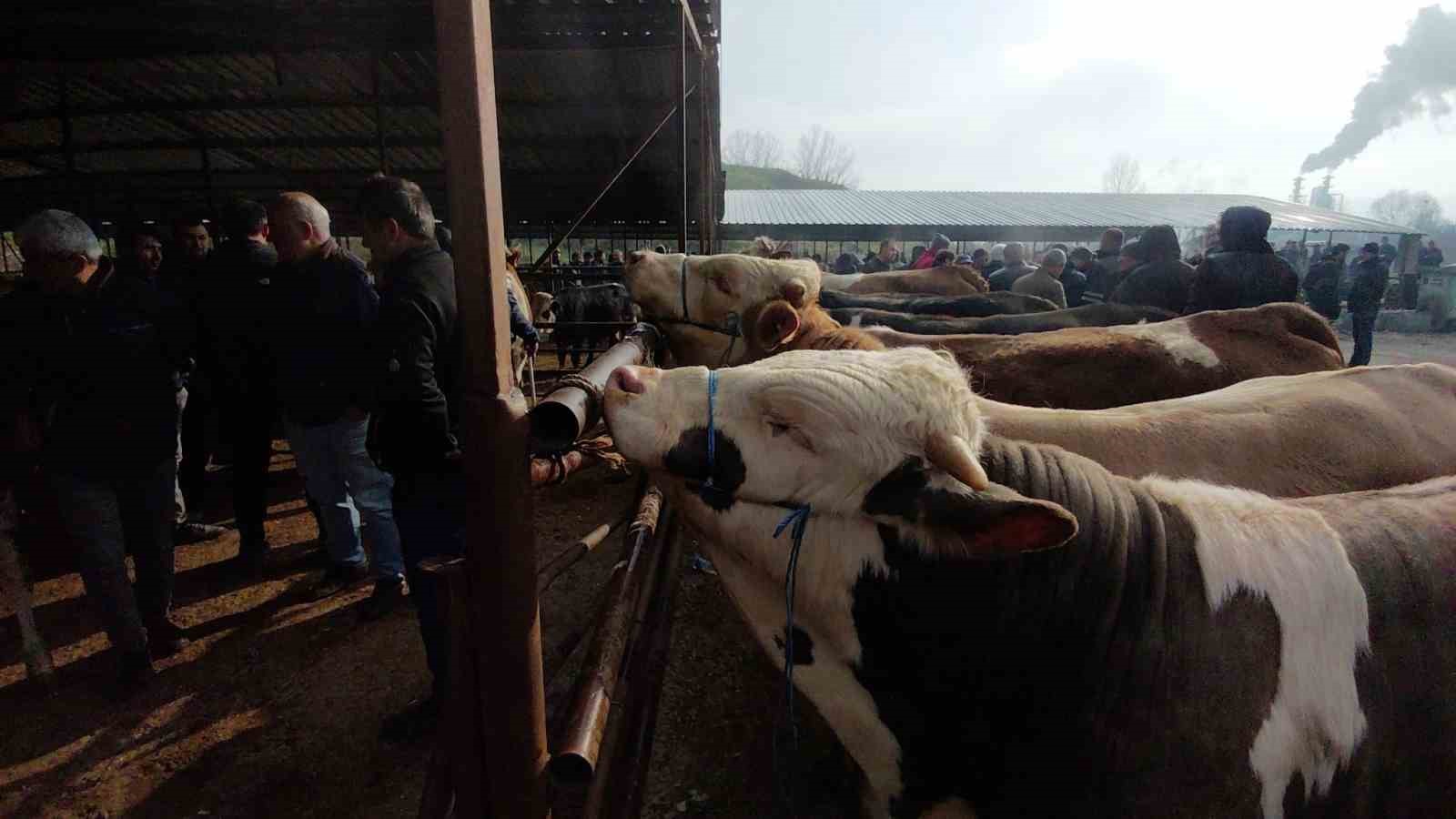 hayvan pazarinda hararetli pazarlik kamerada 3 BPcNF1Hk