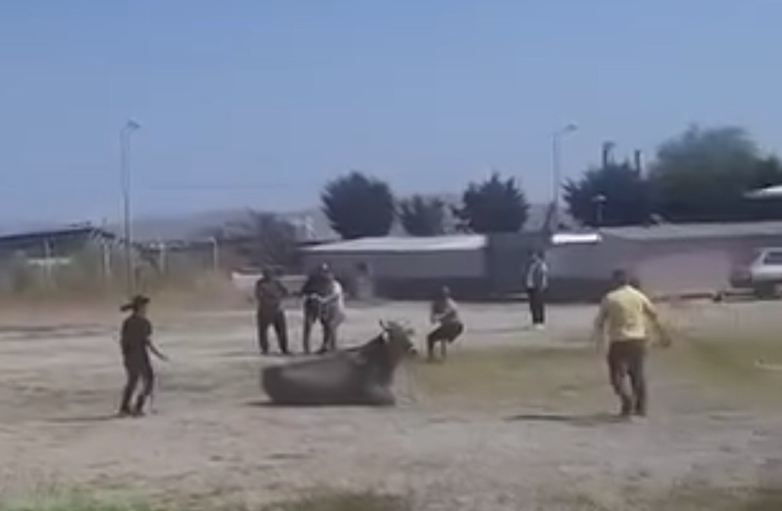 hayvan pazarindan kacan inek ortaligi karistirdi 0 gEFnPHrX