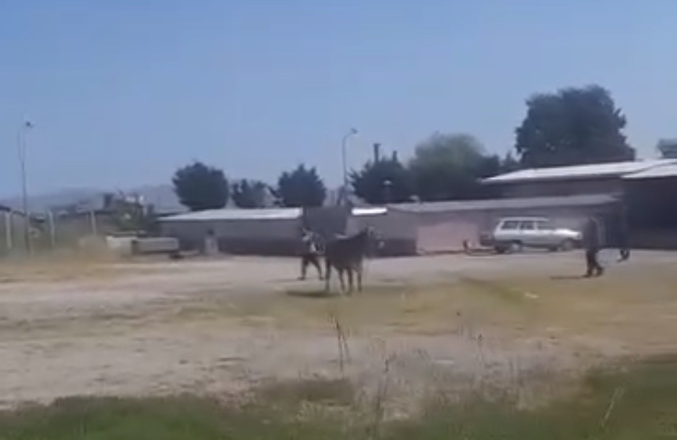 hayvan pazarindan kacan inek ortaligi karistirdi 1 lK8y63Pn