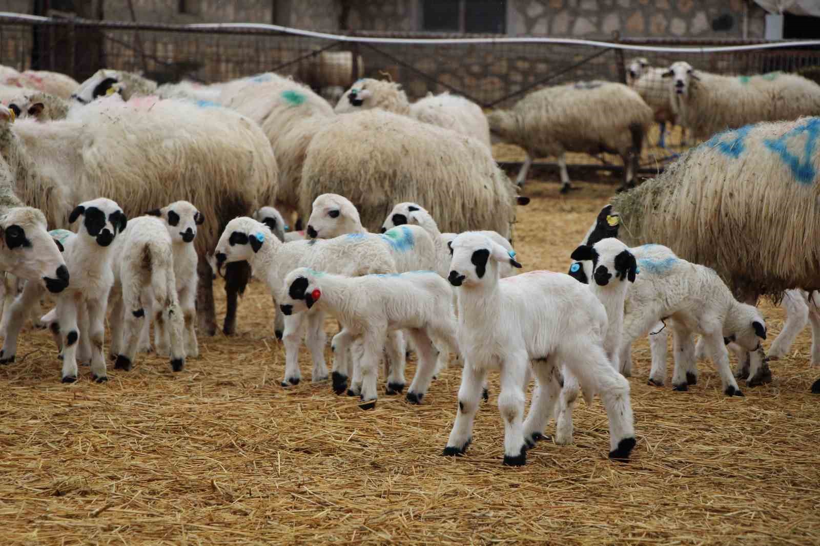 hayvancilara kritik uyari kuzu ve buzagi bakiminda ilk saatler hayati onemde 0 HHGDdJaz