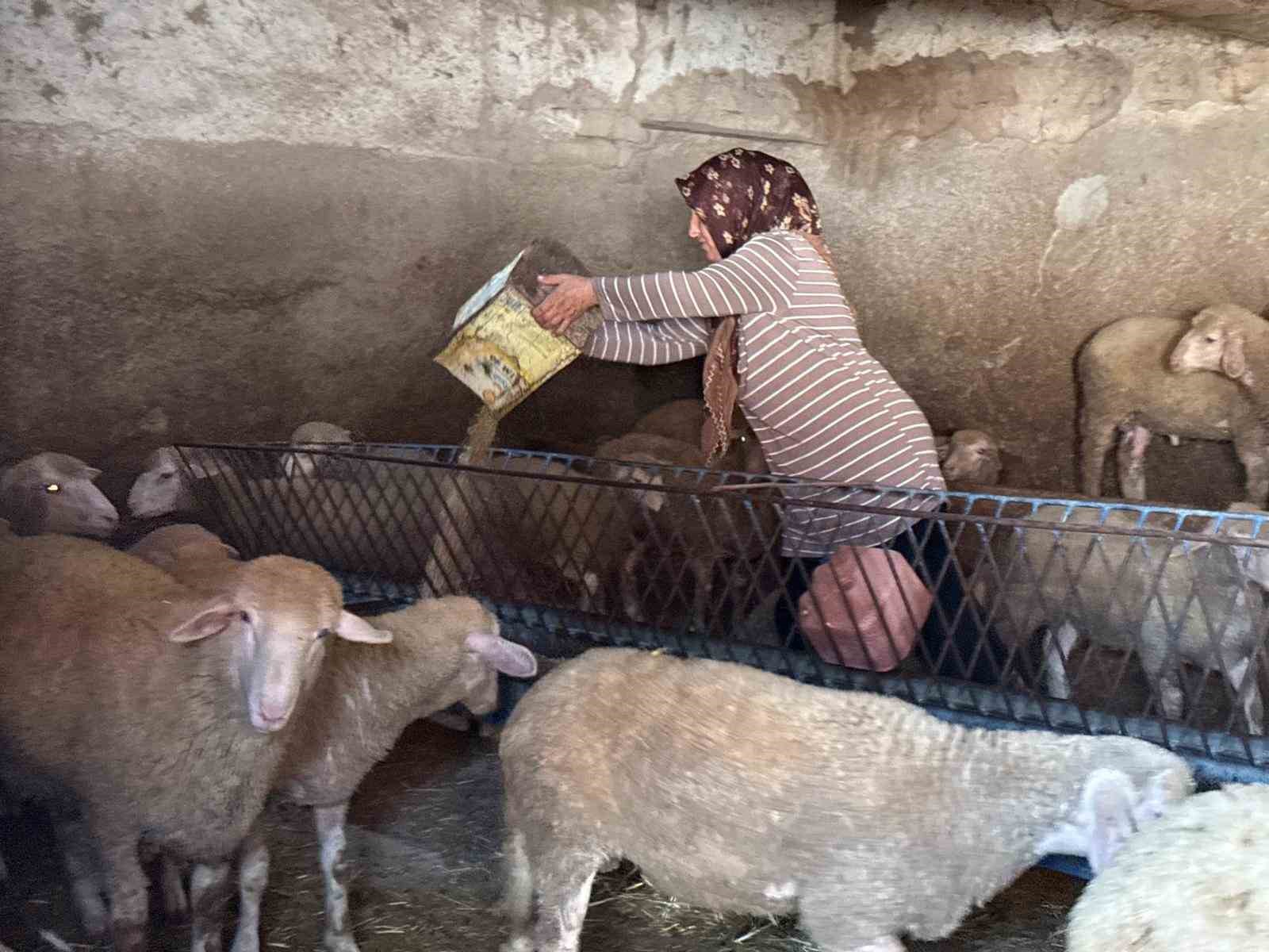 "Hayvanlara büyü yaptı" denilerek vahşice öldürülen adamın karısı tek başına çobanlık yaparak 2 oğlunu okutmaya çalışıyor 5 hayvanlara buyu yapti denilerek vahsice oldurulen adamin karisi tek basina cobanlik yaparak 2 oglunu 5bW6iSLl