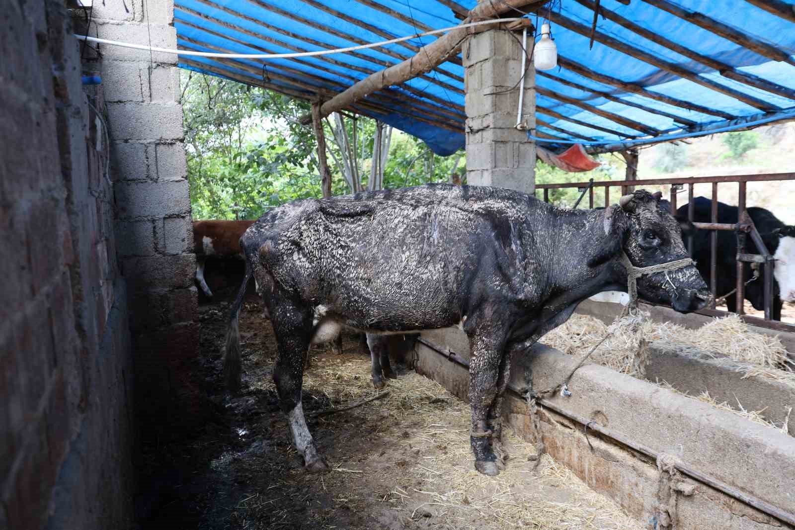hayvanlari sele kapilan aktas adam boyu sel geldi 5 XlMRZP7D