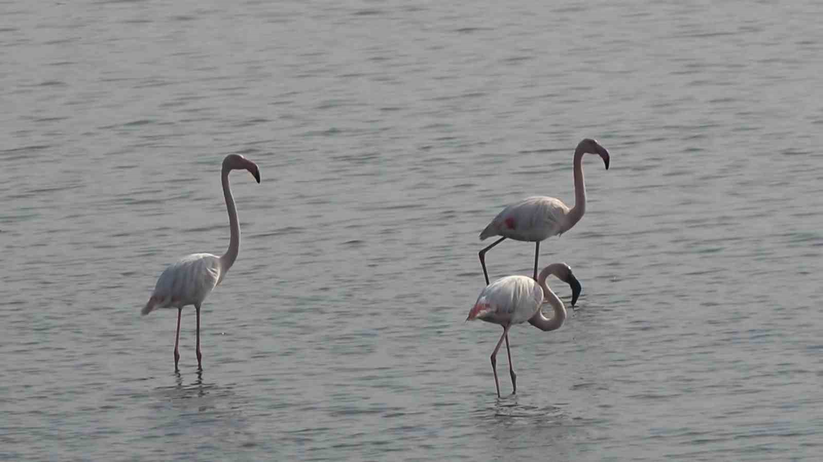 hersek lagununde flamingo populasyonu artiyor 0 GtDrNB35