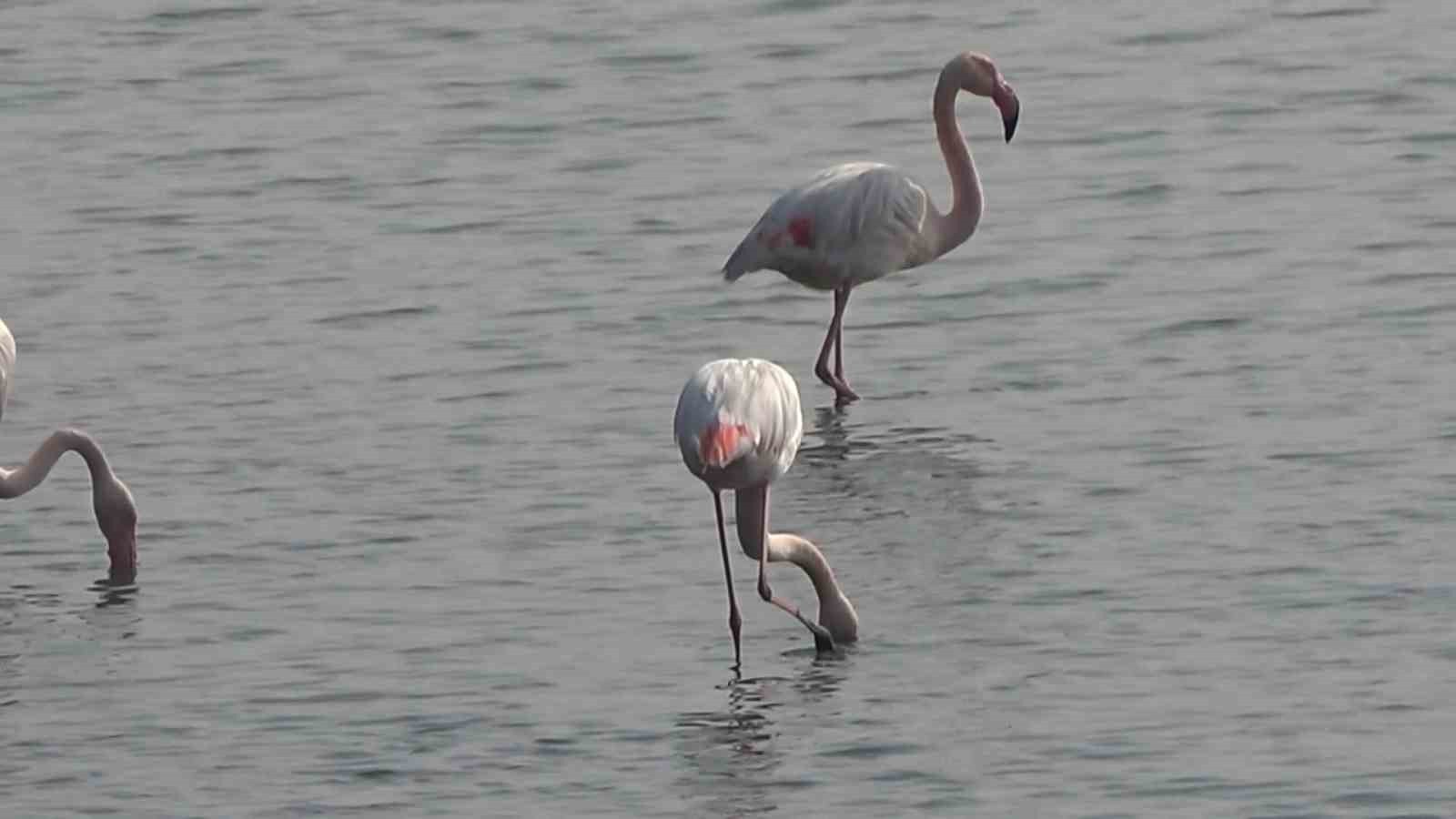 hersek lagununde flamingo populasyonu artiyor 4 sNthWtRH