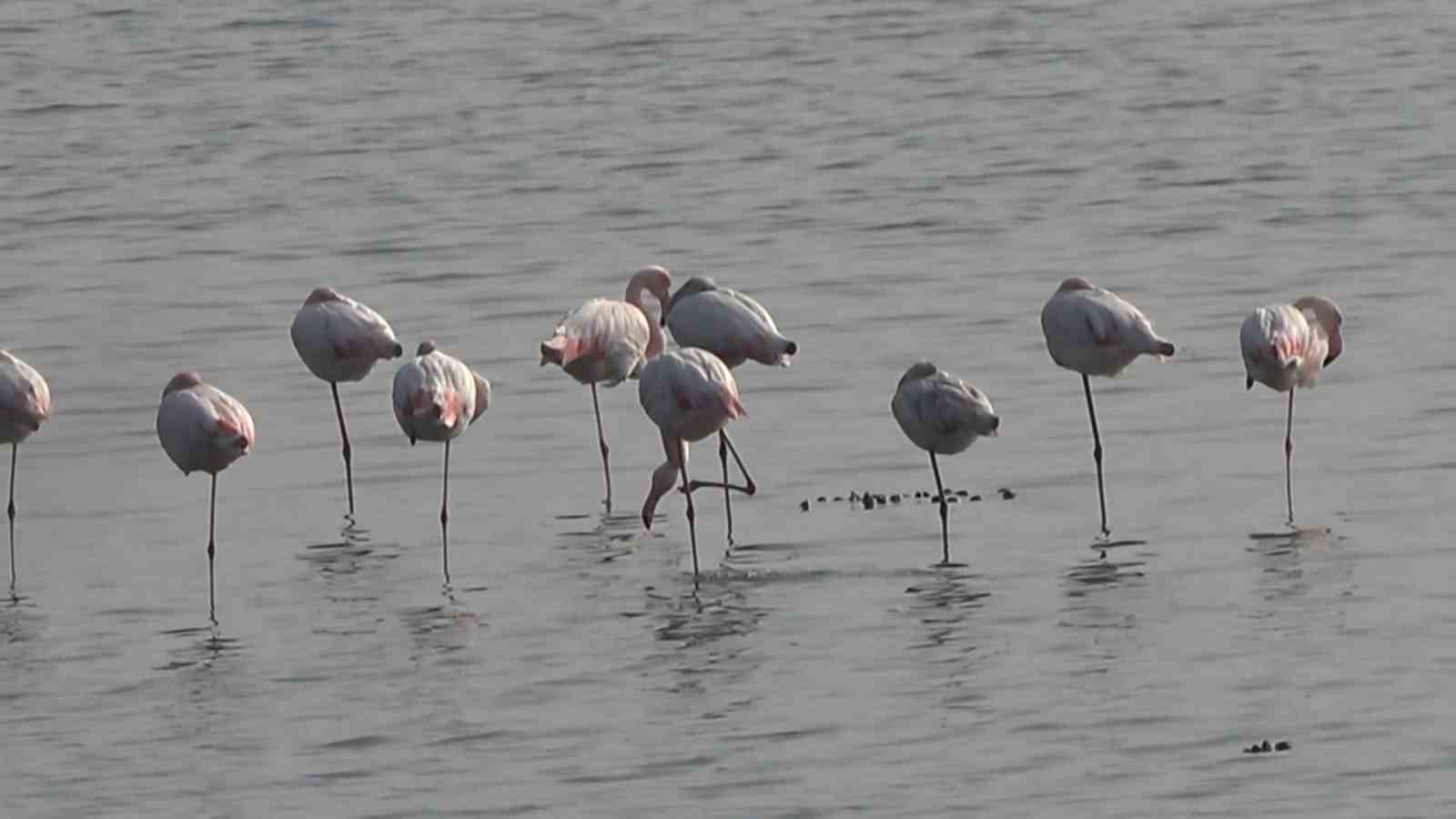 hersek lagununde flamingo populasyonu artiyor 5 TdRlQ1Pn