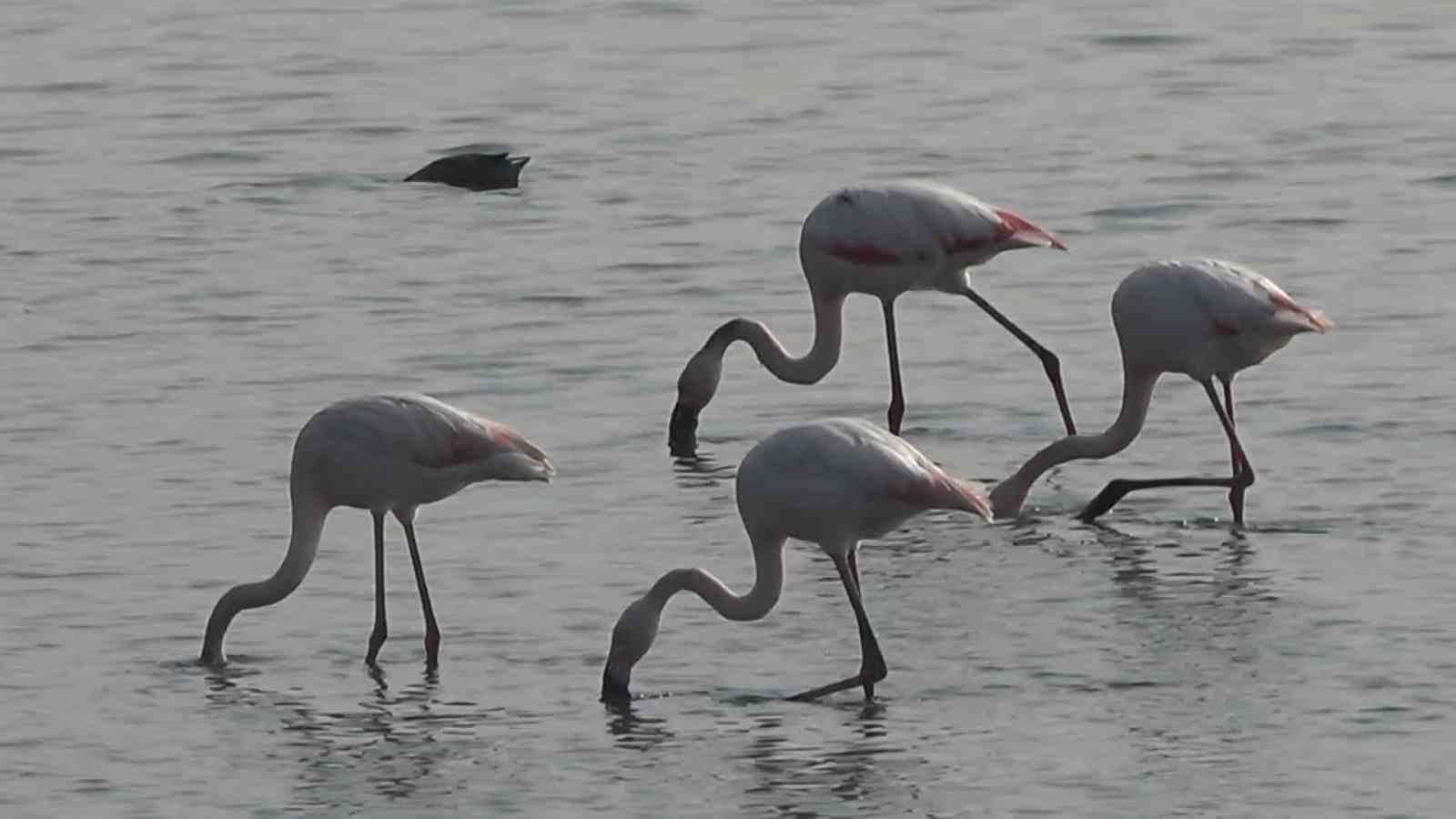 hersek lagununde flamingo populasyonu artiyor 6 bFdvQUrj