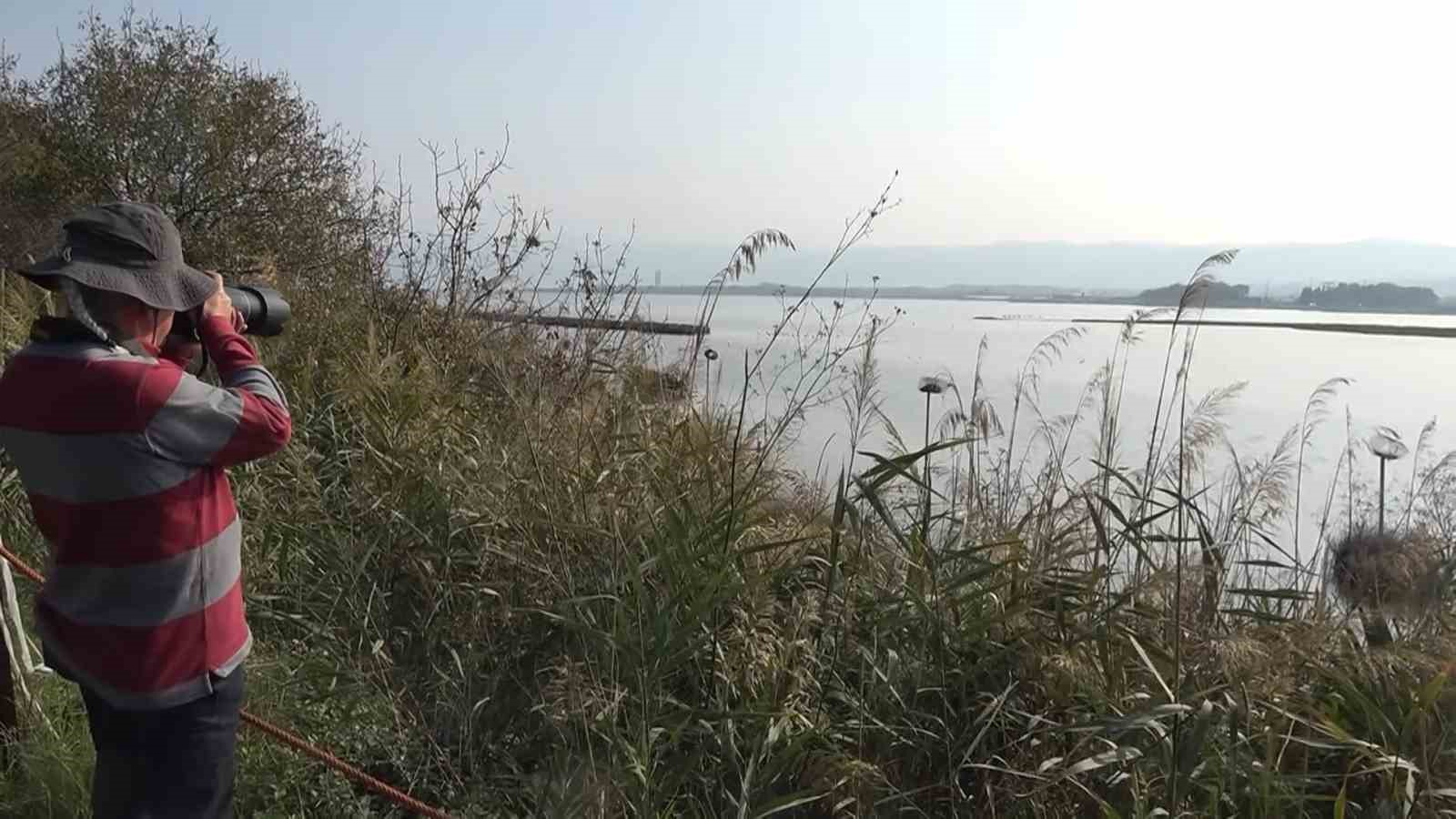 hersek lagununde flamingo populasyonu artiyor 7 vriiAhML