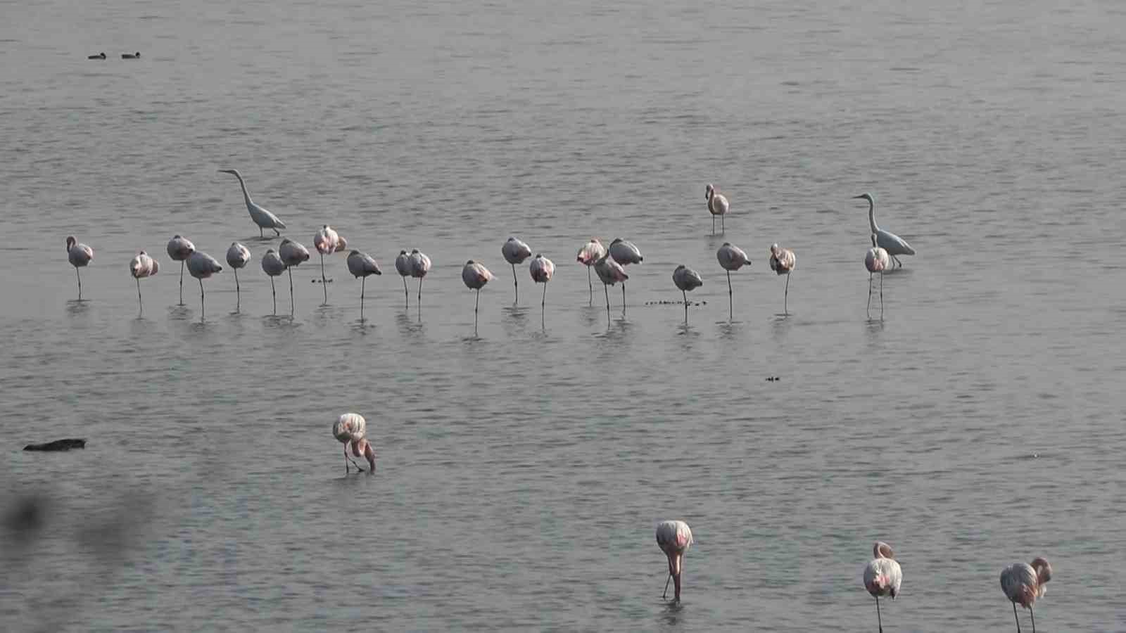 hersek lagununde flamingo populasyonu artiyor 8 MRd36XHN