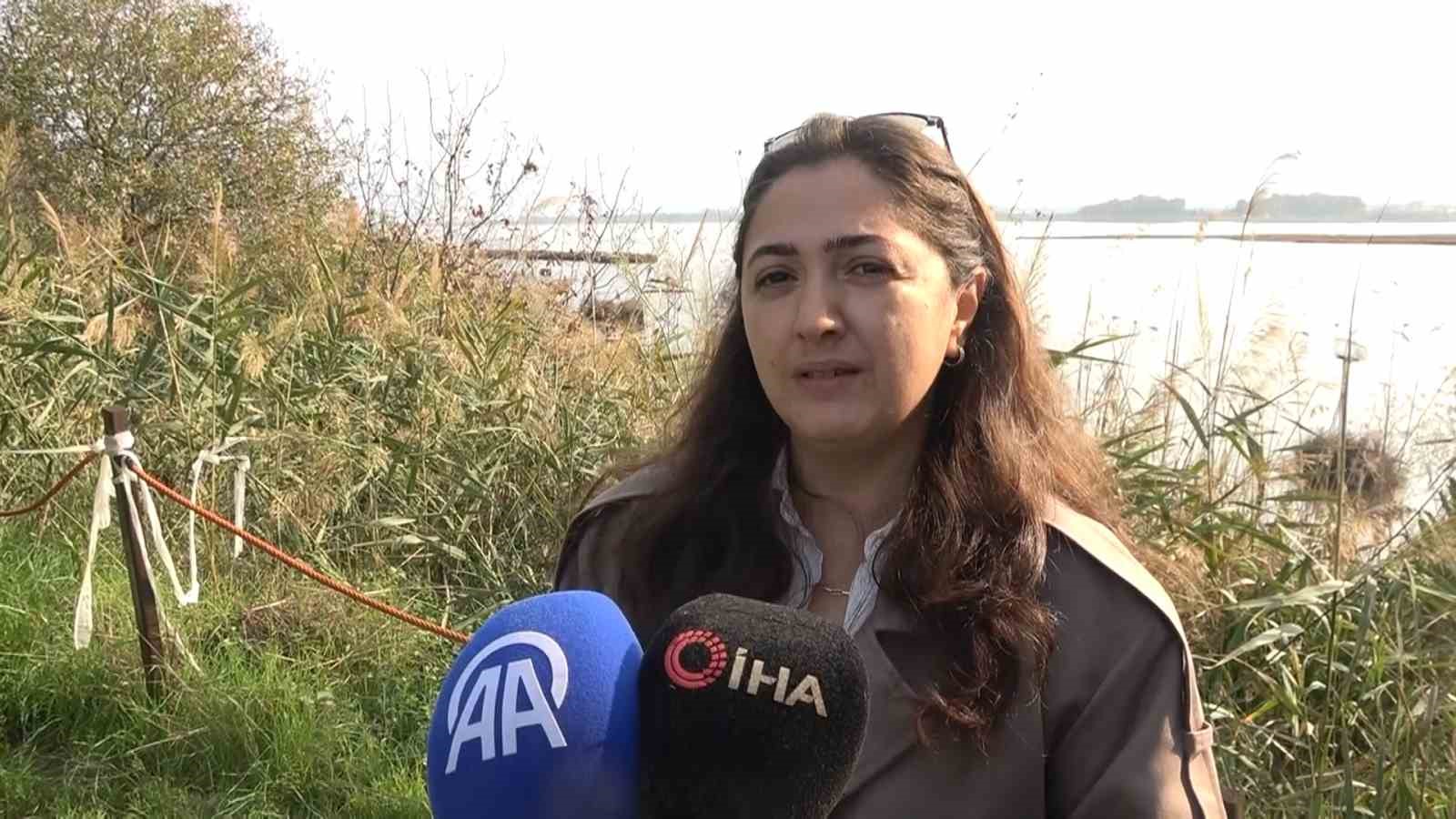 hersek lagununde flamingo populasyonu artiyor 9 ysIHz2VM