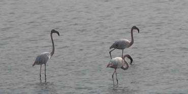 hersek-lagununde-flamingo-populasyonu-artiyor-M8WiJ8em.jpg