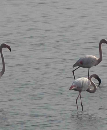 hersek-lagununde-flamingo-populasyonu-artiyor-M8WiJ8em.jpg