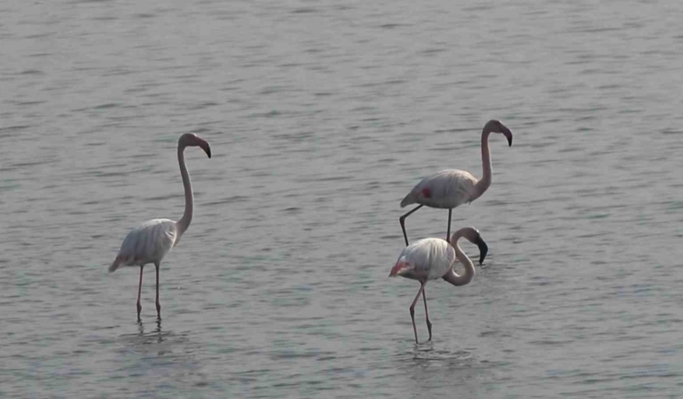 hersek-lagununde-flamingo-populasyonu-artiyor-M8WiJ8em.jpg