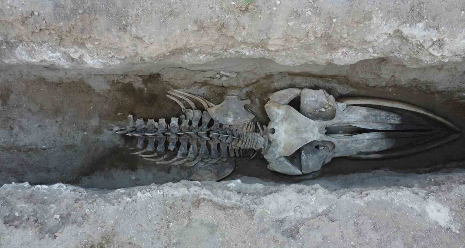 heyecanlandiran kesifte 16 metrelik balinanin kemikleri birlestirilmeye baslandi 7 NS6jbvrk