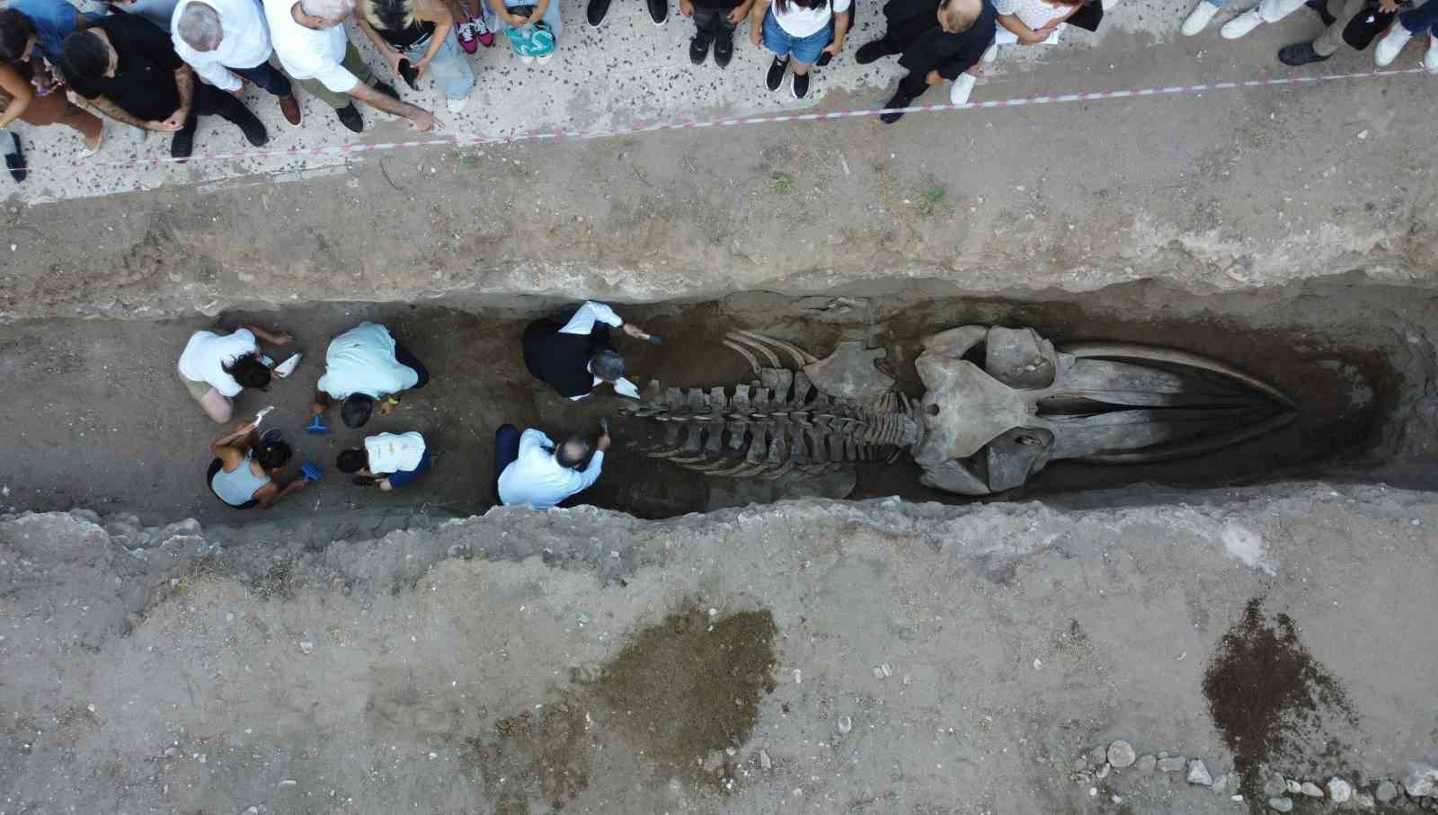 heyecanlandiran kesifte 16 metrelik balinanin kemikleri birlestirilmeye baslandi 8 NjOjJr5B
