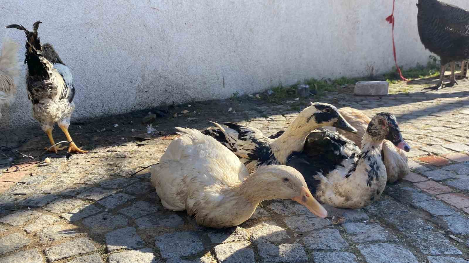 hindi var kaz var alici yok tezg hlarda durgunluk 1 Jy3URDQe