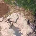 hindilerin-aralarina-giren-yilanlari-izledigi-anlar-goruntulendi-rxZRUwHK.jpg