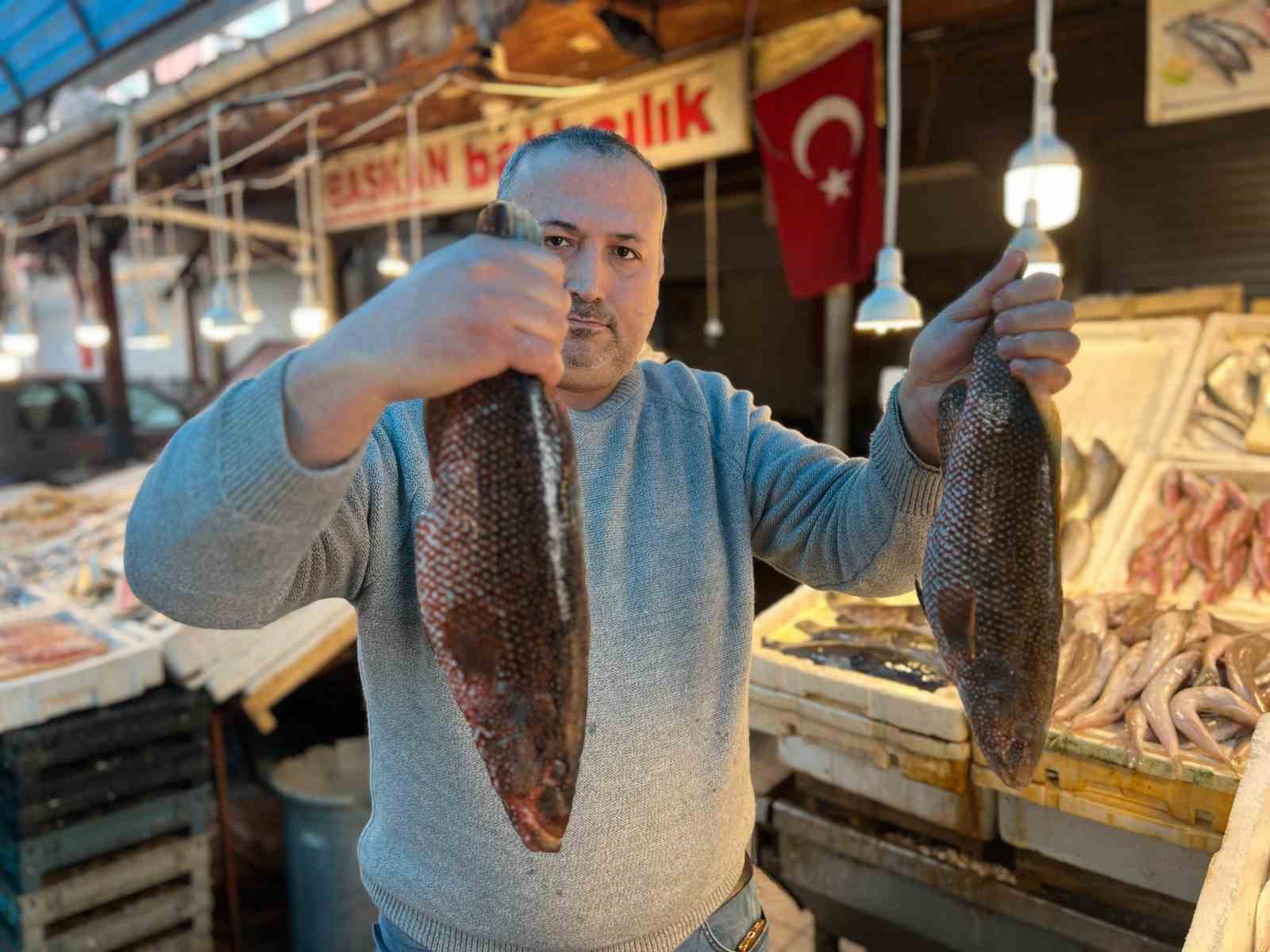 Hint Okyanusu’na özgü ‘portakal benekli lagos’ Mersin’de tezgaha çıktı 5 hint okyanusuna ozgu portakal benekli lagos mersinde tezgaha cikti 1 W3PLnvaQ