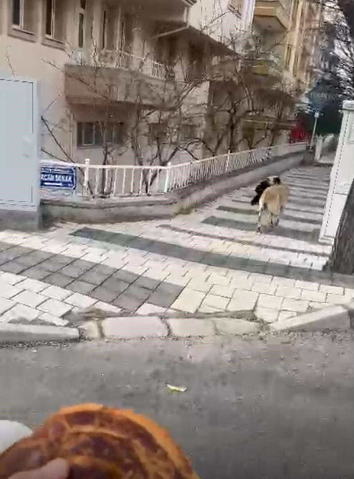 hirsiz kopek caldigi havluyu pogaca ile degisti 2 ganztpBy