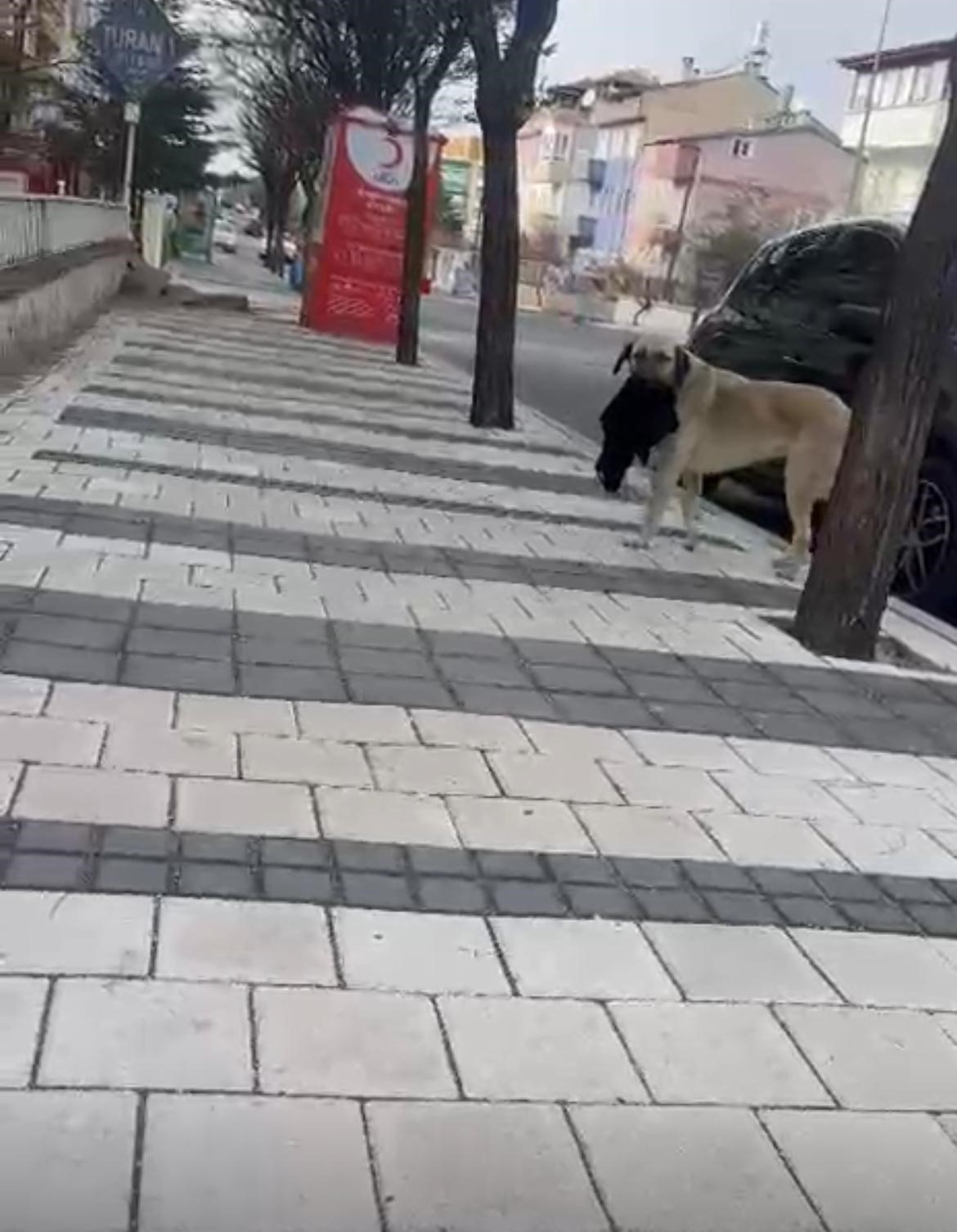 hirsiz kopek caldigi havluyu pogaca ile degisti 3