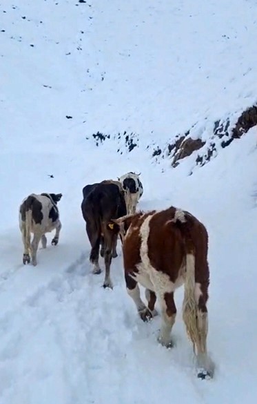 hizanda yayladaki hayvanlar kara hazirliksiz yakalandi 0 OihphQk3