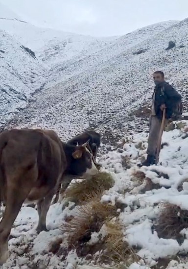 hizanda yayladaki hayvanlar kara hazirliksiz yakalandi 1 p9O7rJJU