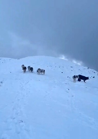 hizanda yayladaki hayvanlar kara hazirliksiz yakalandi 2 8ki1RR8M