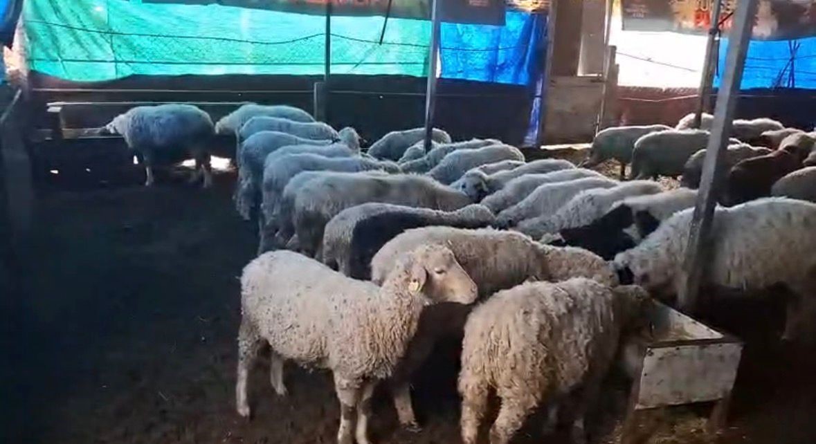 hobi olarak 4 koyunla baslayan kardesler 600 hayvan sayisina ulasti 0 GXtya2If