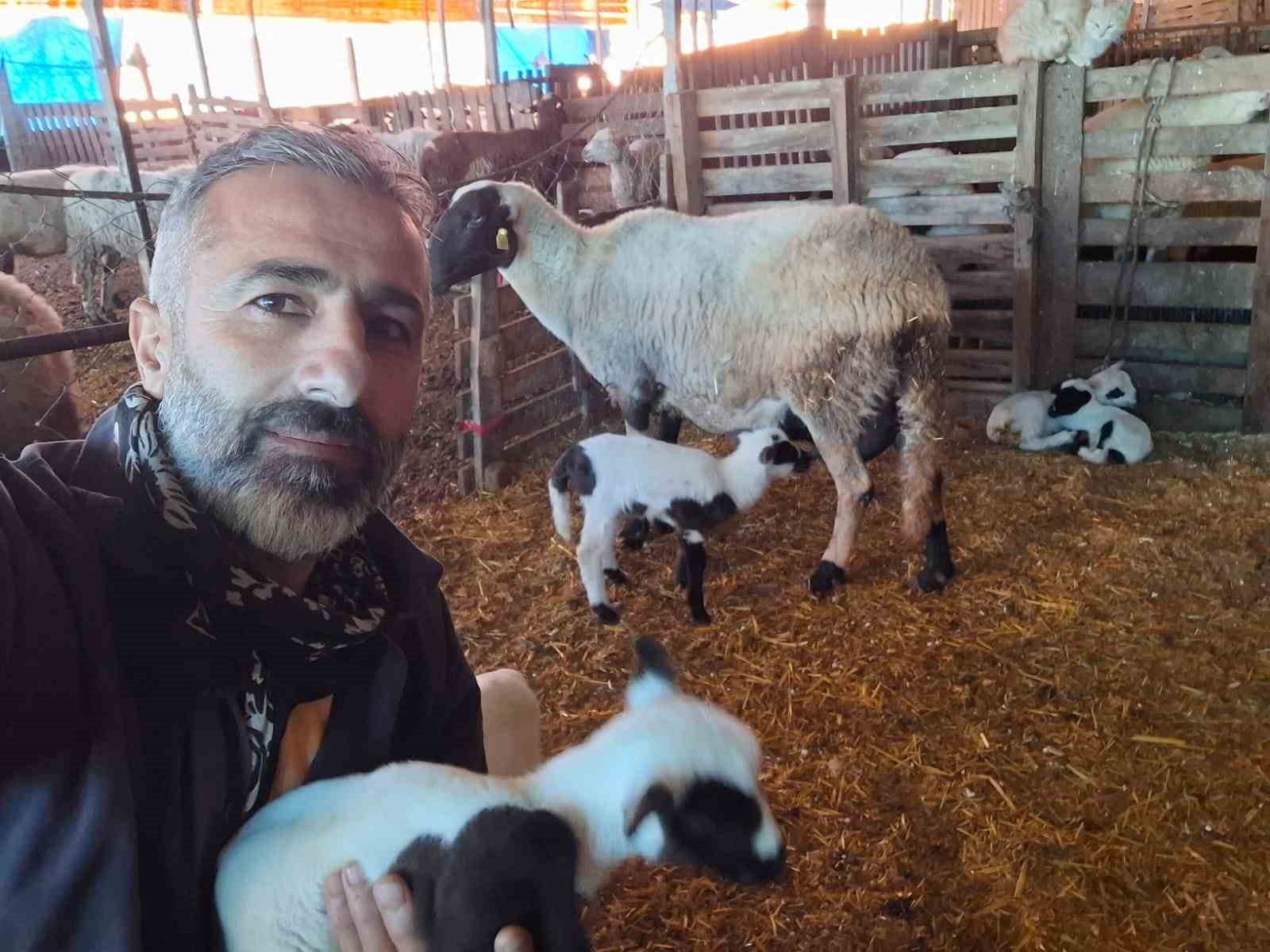 hobi olarak 4 koyunla baslayan kardesler 600 hayvan sayisina ulasti 2