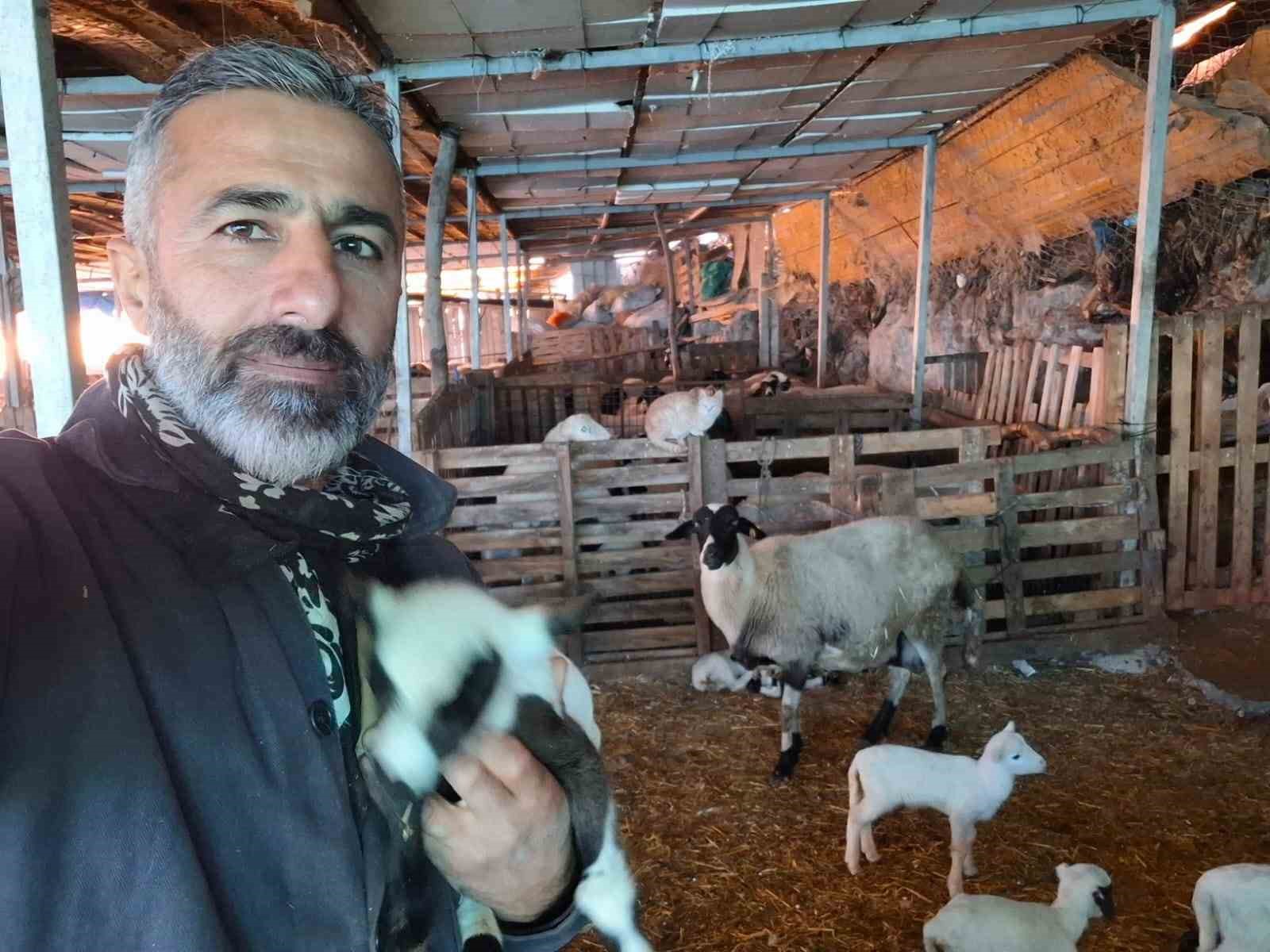 hobi olarak 4 koyunla baslayan kardesler 600 hayvan sayisina ulasti 3 VGgAAUhu