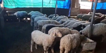 hobi-olarak-4-koyunla-baslayan-kardesler-600-hayvan-sayisina-ulasti-nYhpKlFB.jpg