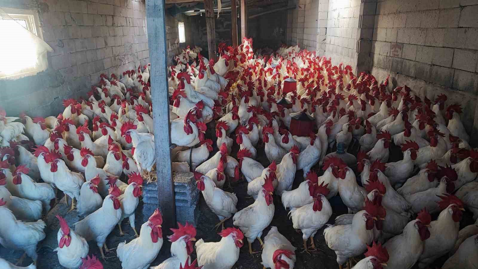 hobiydi is oldu 3 yilda 850 etlik horoz yetistirdi 2 cLnabldu