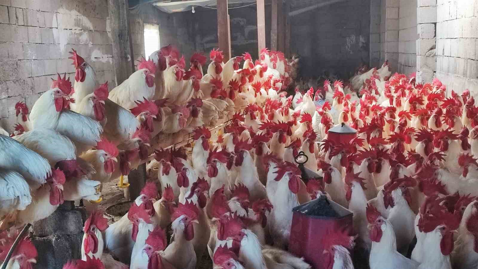 hobiydi is oldu 3 yilda 850 etlik horoz yetistirdi 3 D9vE1Van