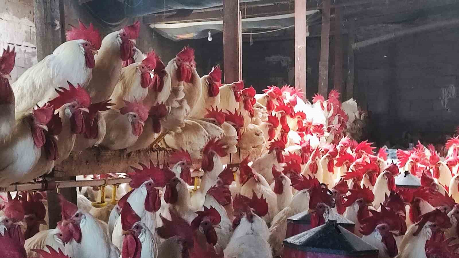 hobiydi is oldu 3 yilda 850 etlik horoz yetistirdi 4
