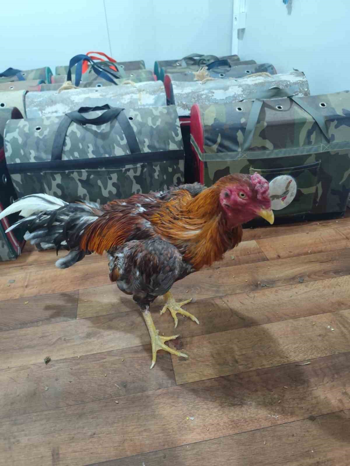 horoz dovusune baskin 16 kisiye 185 bin lira ceza 2 m2hXTiSf