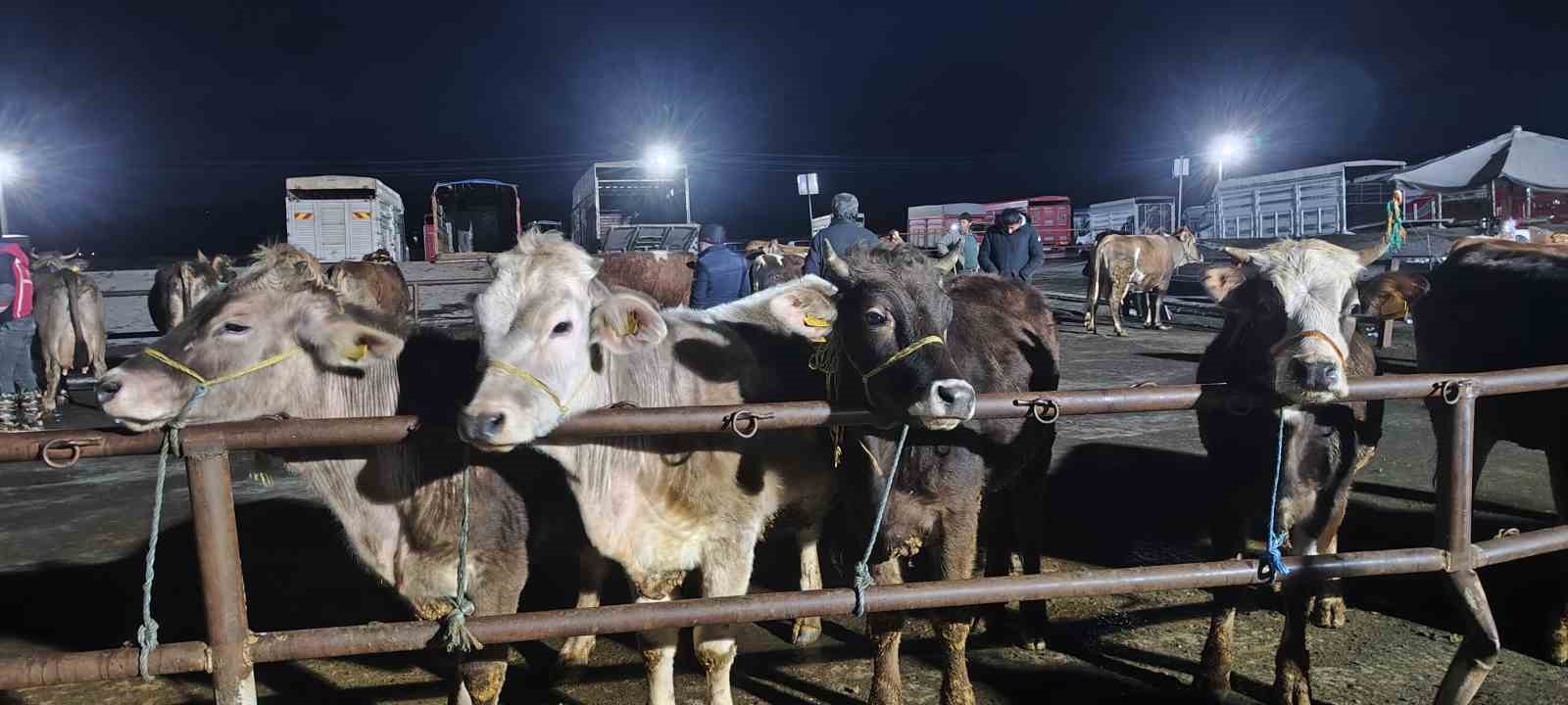 ic anadolunun en buyuk hayvan pazarinda yogun kurban mesaisi basladi 2 Pr7fUkXS