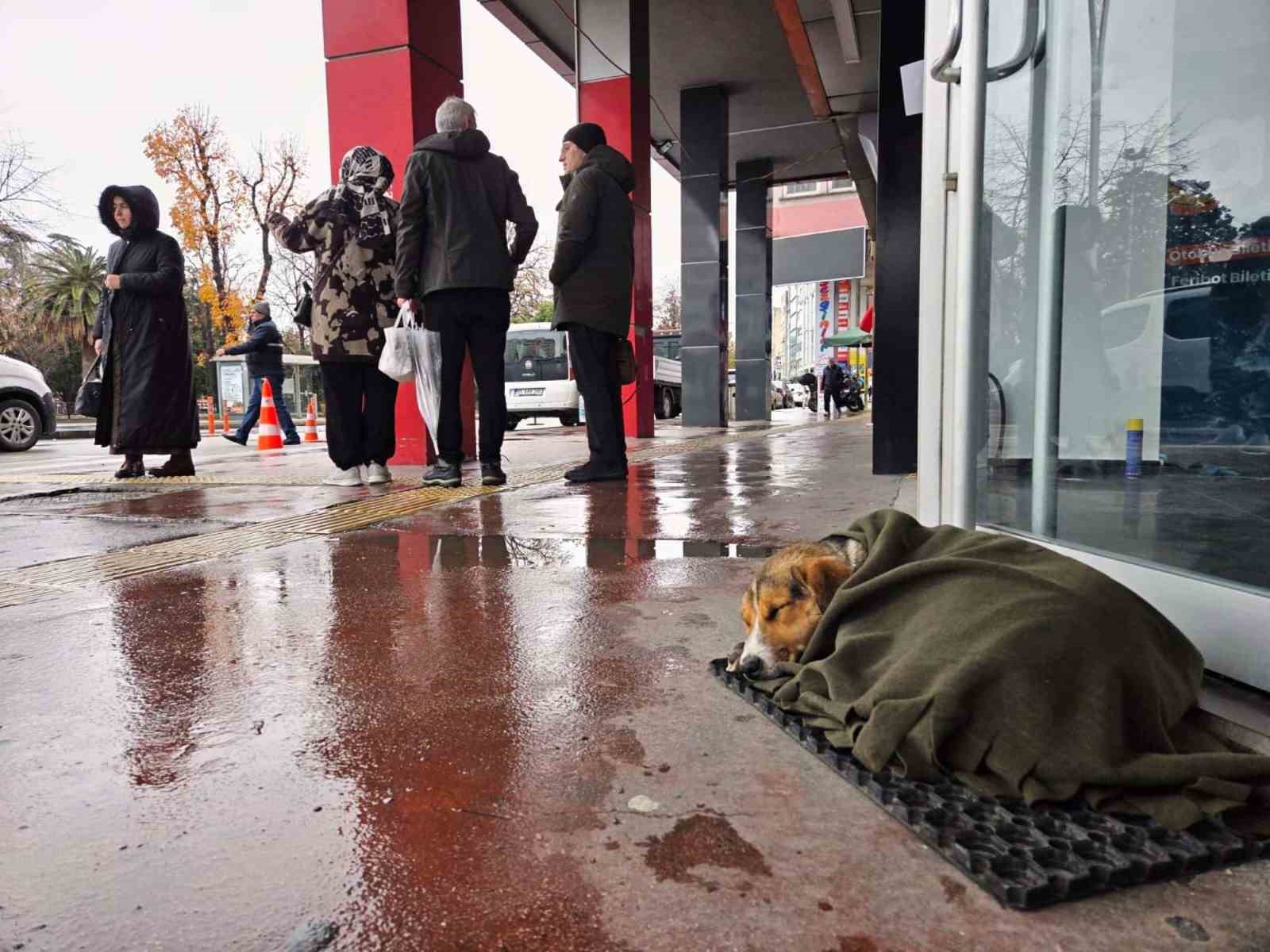ic isitan hareket soguktan titreyen kopegi salla sardilar 0 JPgfvd1z