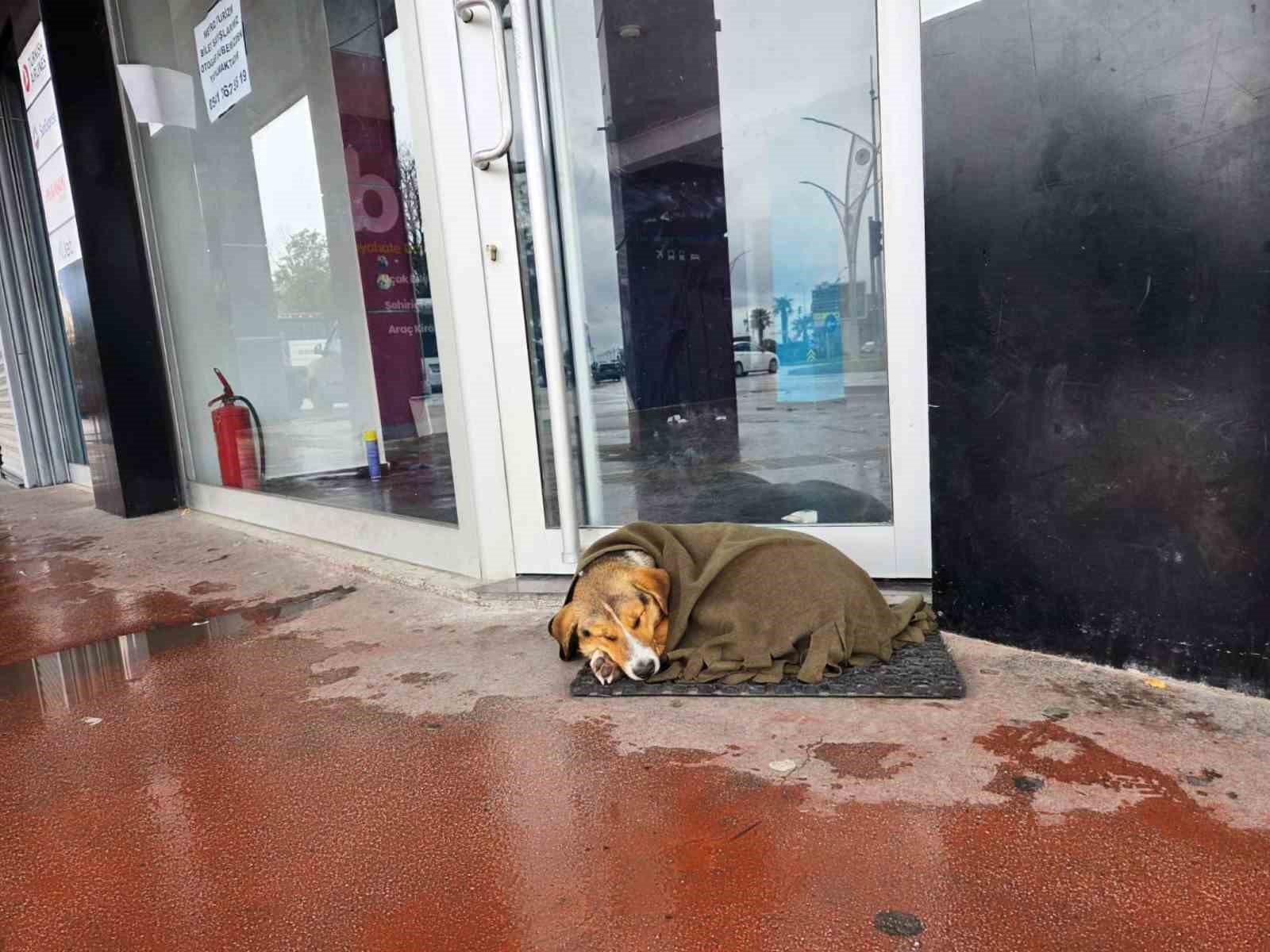 ic isitan hareket soguktan titreyen kopegi salla sardilar 2 wqaZCqCp