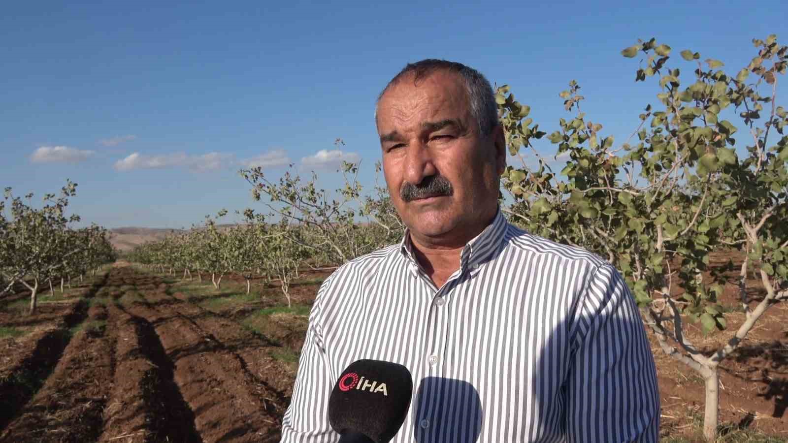 idilde fistik hasadi basladi 7 iZJqfADC