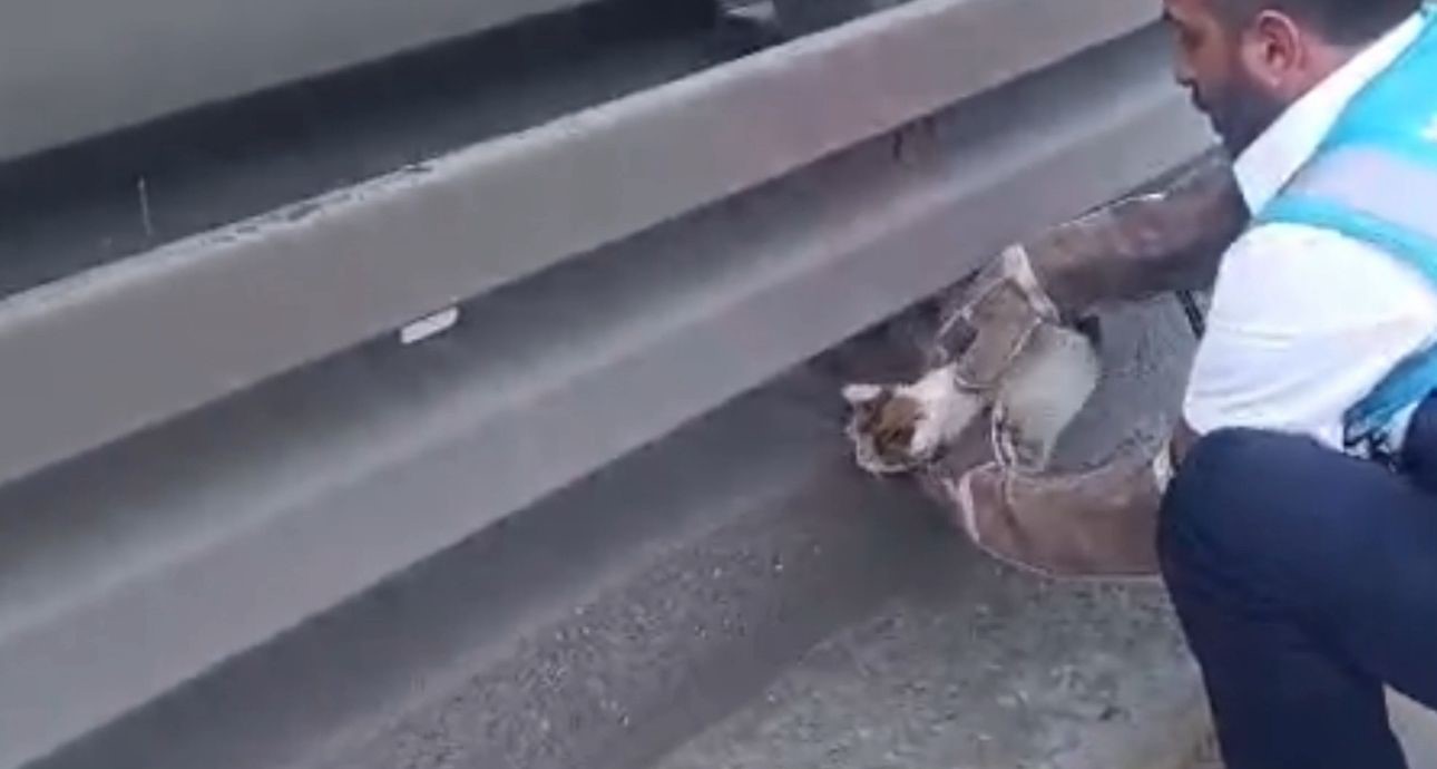 iett ekipleri metrobus hattina giren 2 yavru kediyi kurtardi 1