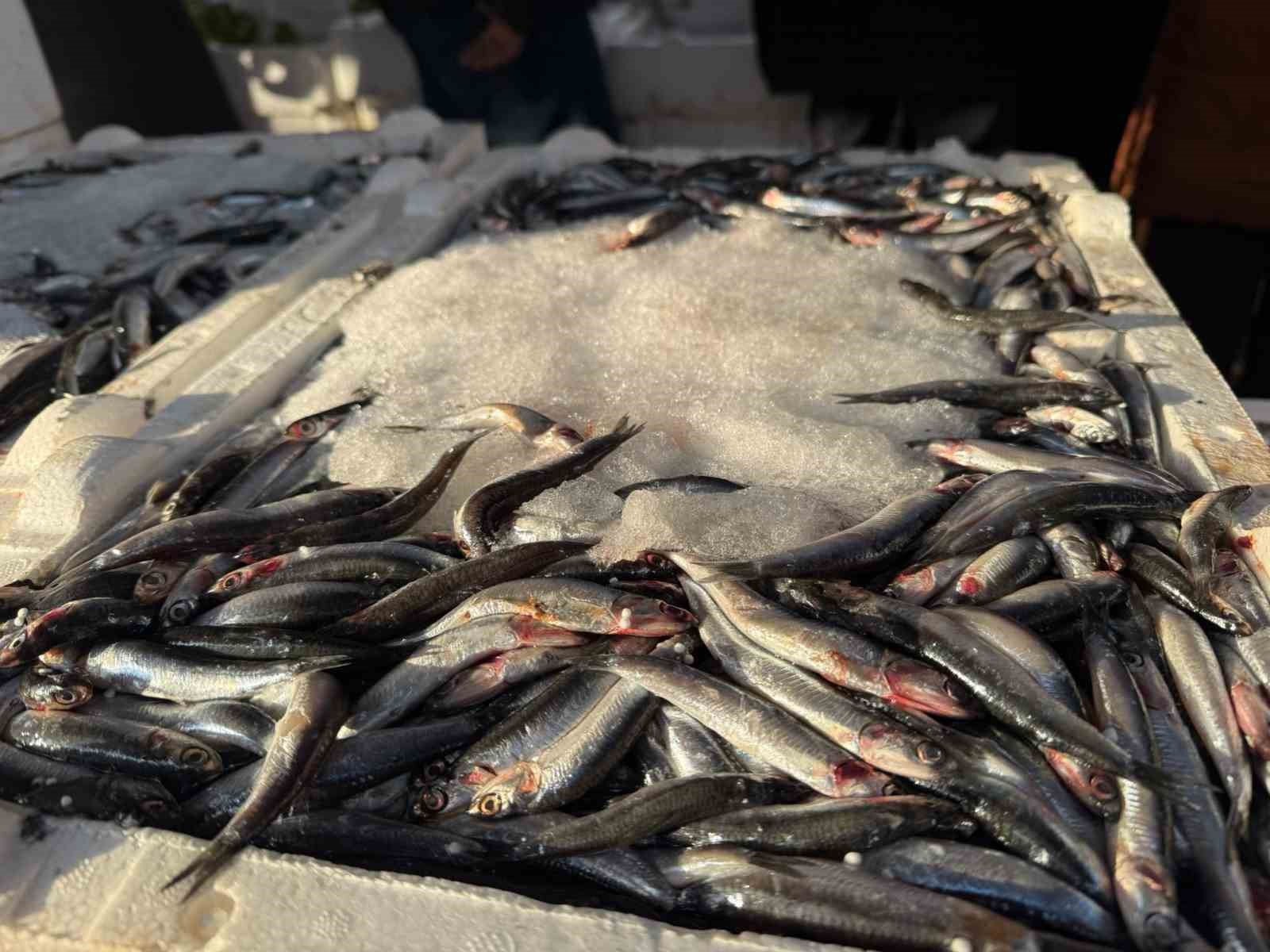 igdirda 3 kilogrami 100 lira olan hamsiye vatandaslardan yogun ilgi 2 q5EGmR8v