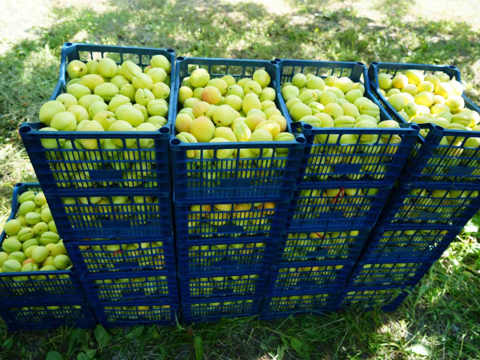 igdirda binlerce tonluk sari altin hasadi basladi 3 pf8cNmZK