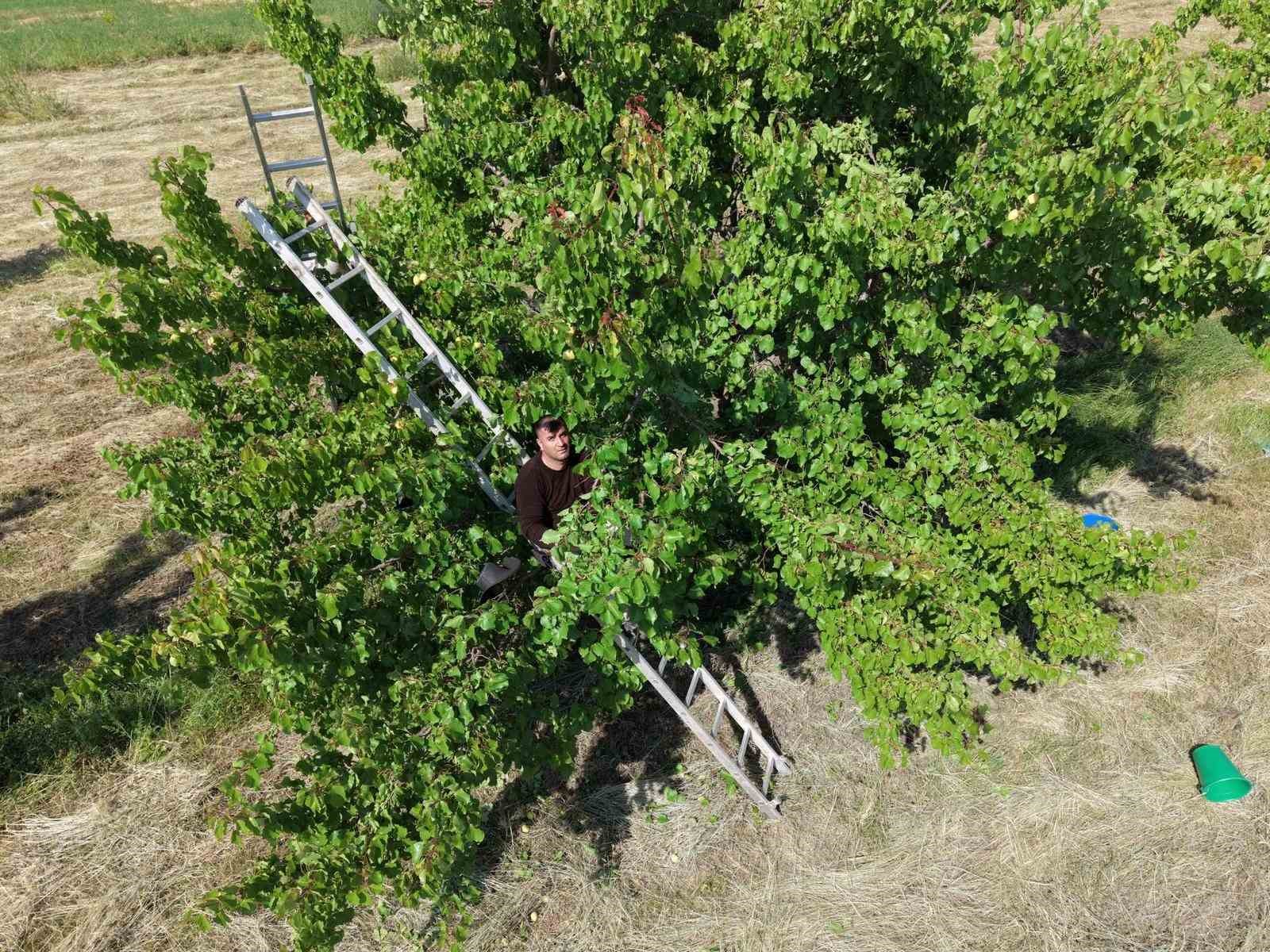 igdirda binlerce tonluk sari altin hasadi basladi 4 Fi23wu4l