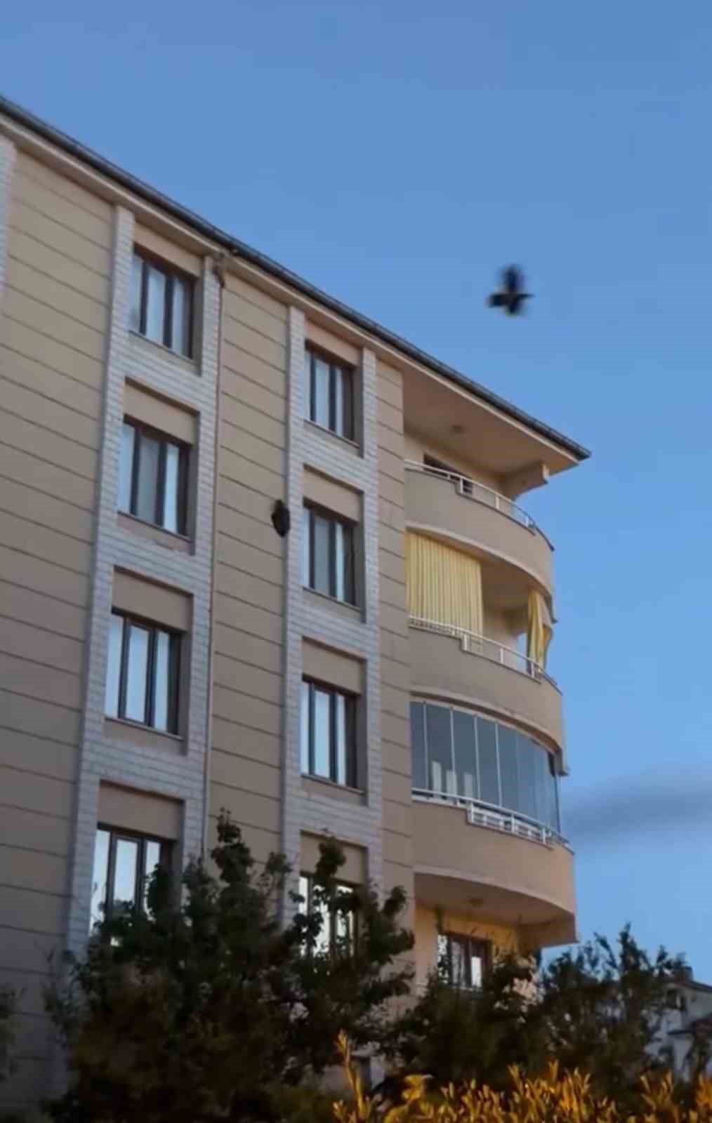 igdirda kargalarin saldirisina ugrayan saz delicesi kameraya yansidi 0 8ewEplEd